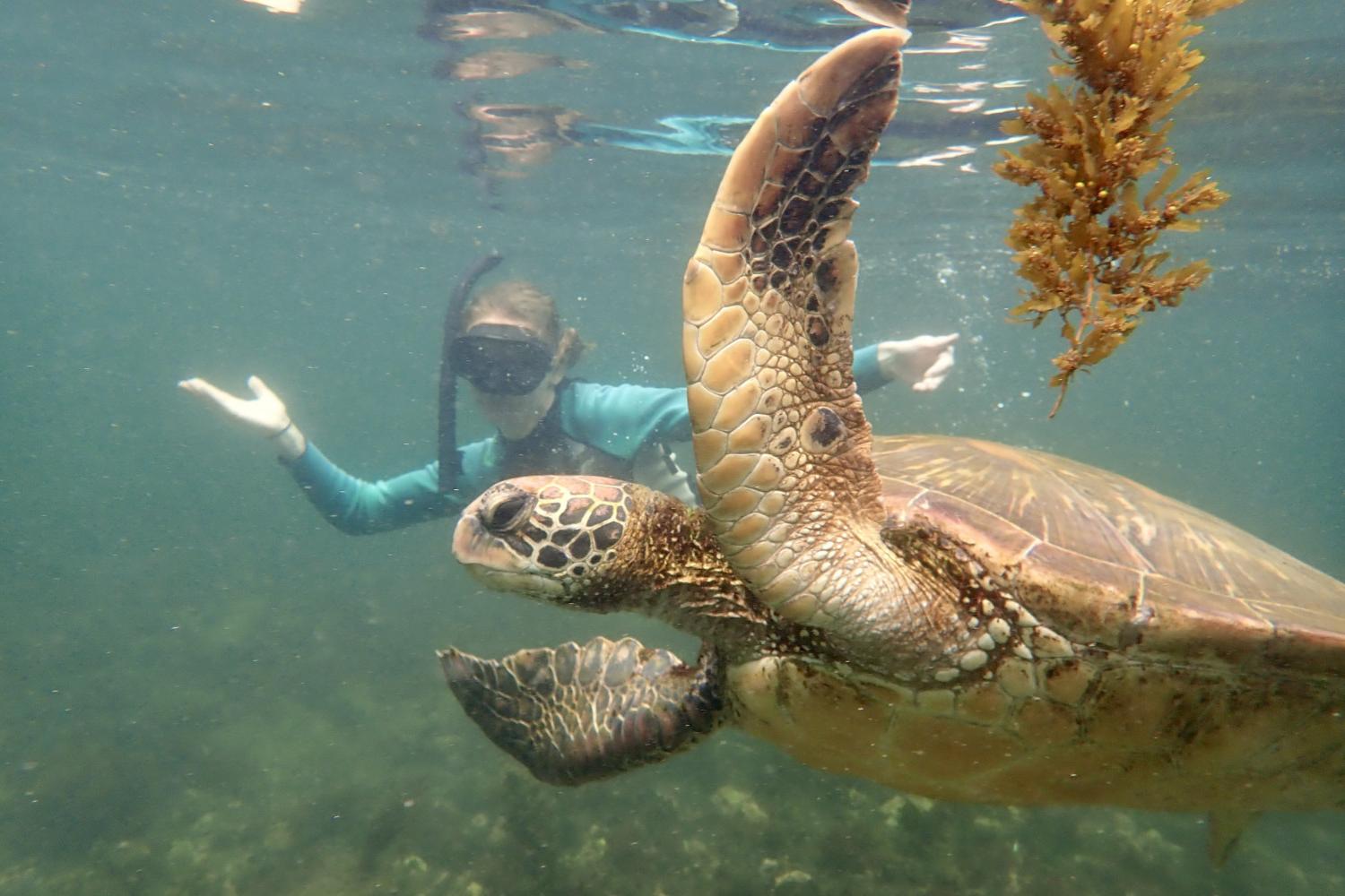 一名<a href='http://x3hq.ngskmc-eis.net'>bv伟德ios下载</a>学生在Galápagos群岛游学途中与一只巨龟游泳.
